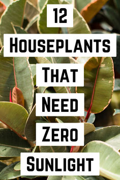 plants with the words 12 houseplants that need zero sunlight