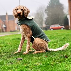 a dog wearing a sweater sitting in the grass