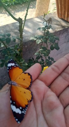 a small orange butterfly sitting on top of a persons hand in front of a plant