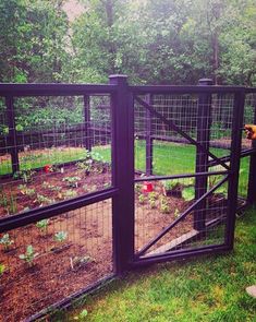 a fenced in area with various plants and animals behind it, including an animal cage