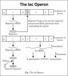 the lacc operon diagram shows that there are two different types of organ tissue