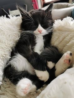 a black and white cat laying on top of a blanket