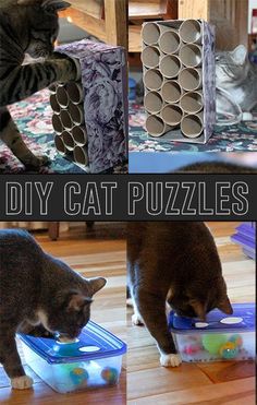 four different pictures of cats playing with toys on the floor and in boxes that say diy cat puzzles