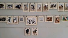 there are many pictures on the wall with dogs hanging from it's sides and below them is a sign that says, hey i love you to be adopted