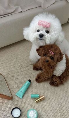 two small dogs sitting next to each other on the floor with cosmetics and makeup products