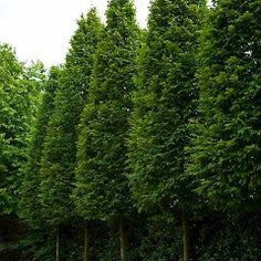 a row of trees that are next to each other