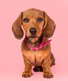 a small brown dog sitting on top of a pink background