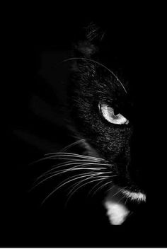 a black and white photo of a cat's face with the eyes glowing in the dark