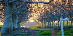 the sun is setting behind some trees with no leaves on them and a barn in the distance