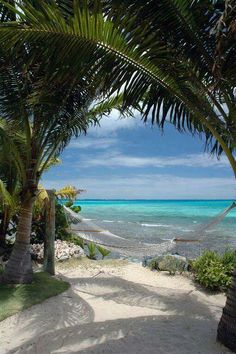 palm trees and hammock on the beach with clear blue water in the background