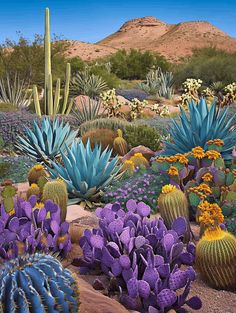 many different kinds of cactus and cacti in the desert