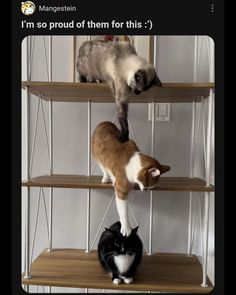 two cats standing on top of three shelves with one cat looking down at the other