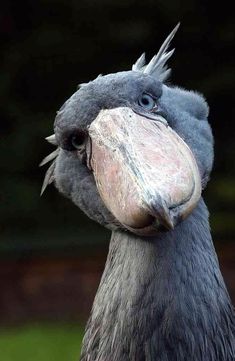 a close up of a bird with very large beak