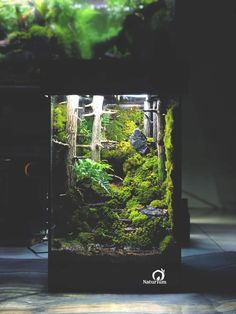 an aquarium with moss and rocks in it