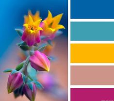 the color palette is blue, yellow, and pink with an orange flower on it