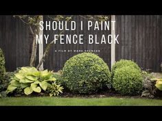 the words should i paint my fence black? in front of some bushes and trees