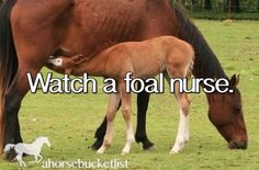 a mother horse and her foal in a field with the caption watch a foal nurse