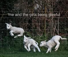 three baby lambs are running in the grass behind a wire fence with trees in the background