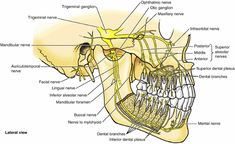 Maxillary Nerve, Tooth Nerve, Local Anesthesia, Nerve Anatomy, Dental Extraction, Dental Images, Dentistry Student