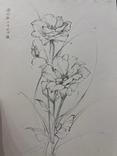 a pencil drawing of some flowers on a piece of paper