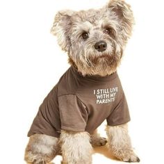 a small dog wearing a t - shirt that says i still live with my parents