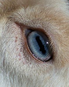 an animal's eye is shown in this close up photo