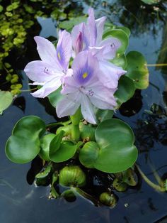 two purple flowers sitting on top of lily pads