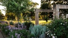 the garden is full of flowers and plants, including lavenders in front of an old wooden structure