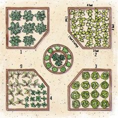 four different types of plants with numbers in each planter and the names below them