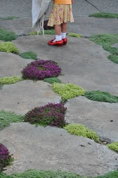 Last year at the end of June we were putting the finishing touches on our courtyard.     The concrete "stones" had just been colored an... Brooklyn Garden, Concrete Paths, Elfin Thyme, Wooly Thyme, Front Landscape, Creeping Thyme, Tiny Garden, Green Houses, Sensory Garden