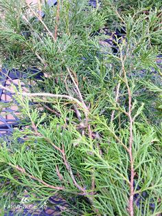 some very pretty green plants in a planter