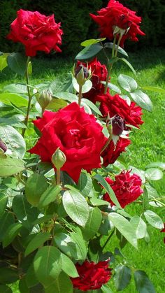 red roses are blooming in the garden on a sunny day, with green grass behind them