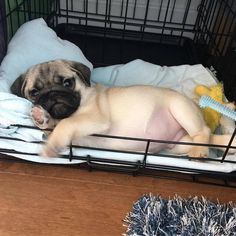 a small pug dog laying on top of a bed next to a stuffed animal