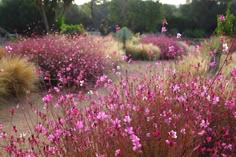 pink flowers are blooming in the desert like area that is surrounded by grass and trees