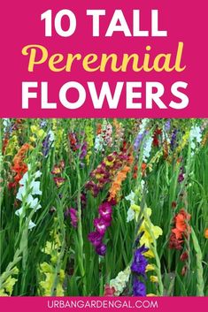 colorful flowers with text overlay that reads 10 tall perennial flowers