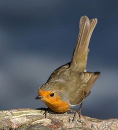 a small bird perched on top of a tree branch with its wings spread out and it's head turned to the side