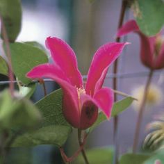 a pink flower with green leaves in the foreground