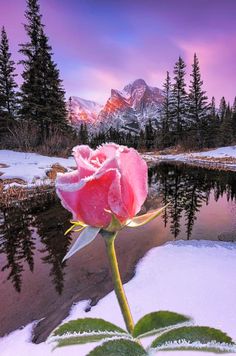 a single pink rose sitting on top of snow covered ground next to a lake and mountains