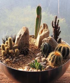 a bowl filled with lots of different types of cactuses and succulents