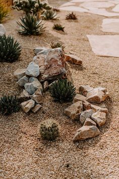 some rocks and plants are in the sand