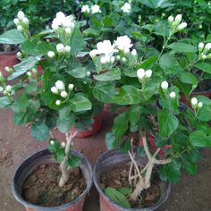 two potted plants with white flowers on them sitting in dirt area next to trees