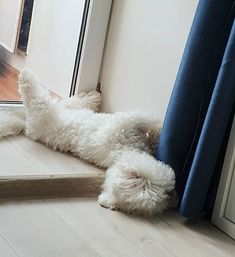 a white dog laying on its back in front of a door with his head out