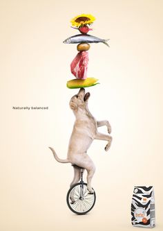 a dog riding a bicycle with food on top of it