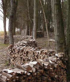 a pile of wood sitting next to a forest filled with lots of tree trunks and trees