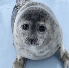 a grey seal sitting on top of a blue surface