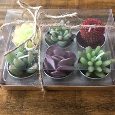 small succulents are tied up in plastic cups