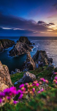 purple flowers growing on the side of a cliff next to the ocean at sunset, with an island in the distance