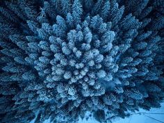 an aerial view of blue fir trees in winter