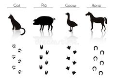 the silhouettes of different animals and their names on a white background with reflection in it