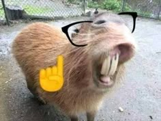 a capybara with its mouth open and glasses on it's head showing the peace sign